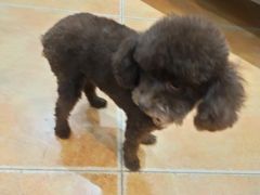 -西安京西宠物医院·瘫痪·疑难杂症