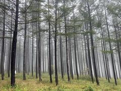 -塞罕坝国家级自然保护区