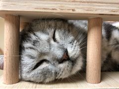 -猫和宫(六道口店)