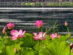 -莲花池公园