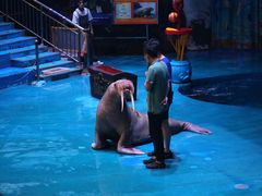 -烟台海昌鲸鲨海洋公园