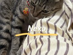 -瑞派动物医院·猫专科·至诚(江南中分院)