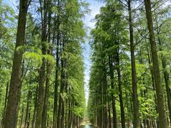 -渌洋湖湿地公园