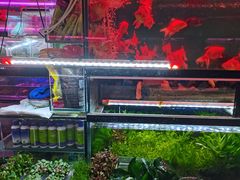 -双季花艺园艺市场(浦东店)