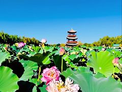 -白洋淀景区