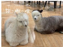 -遇见羊驼·奶狗咖·布偶猫咖·法斗柯基柴犬阿拉斯加(春熙路太古里IFS店)