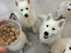 -安格丽娜·狗咖·猫咖羊驼咖(春熙路百盛商场店)