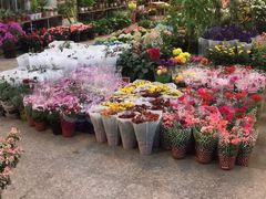 -双季花艺园艺市场(浦东店)