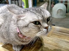 -小时光咖啡馆(开森度假森林店)