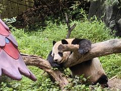 -广州长隆野生动物世界