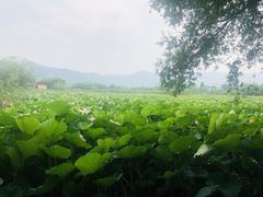-长兴太湖图影湿地文化园