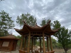 -金塔沙漠胡杨林景区