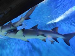 -太平洋海底世界