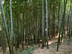 -上海佘山国家森林公园天马山园