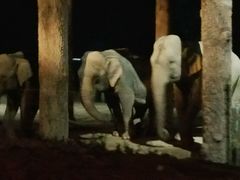 -清迈夜间动物园