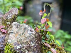 -MOJ coffee(瓯海泽雅水碓坑店)