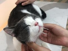 -糯米喵星人·撸猫猫舍咖啡馆(西市场嘉华店)