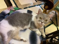 -猫色咖啡·猫咖