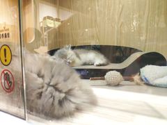 -屋虎猫馆(宝安大仟里店)