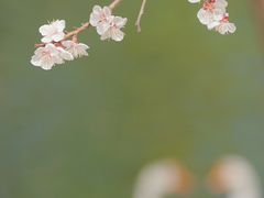 -北京张裕爱斐堡酒庄