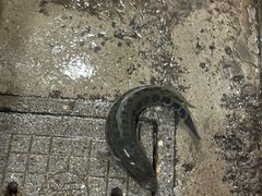 -大理.老字号渝记酸萝卜乌鱼(古城总店)