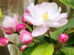 -海棠花溪(元大都城垣遗址公园)