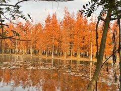 -白鹭湾湿地公园