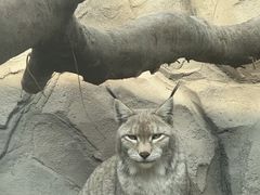 -青藏高原野生动物园