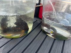 -小猫钓鱼海钓俱乐部(椰梦长廊店)