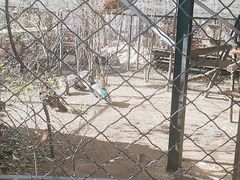 -大鹅岛绿色生态美食园