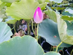 -莲花池公园