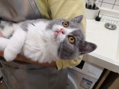 -猫大福·Fortune Cat猫舍(百子湾店)