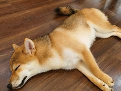 -柯斗斗主题餐厅·狗咖·围炉煮茶·茶饮(国瑞升平里店)