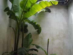 -潘玉麟糖粥
