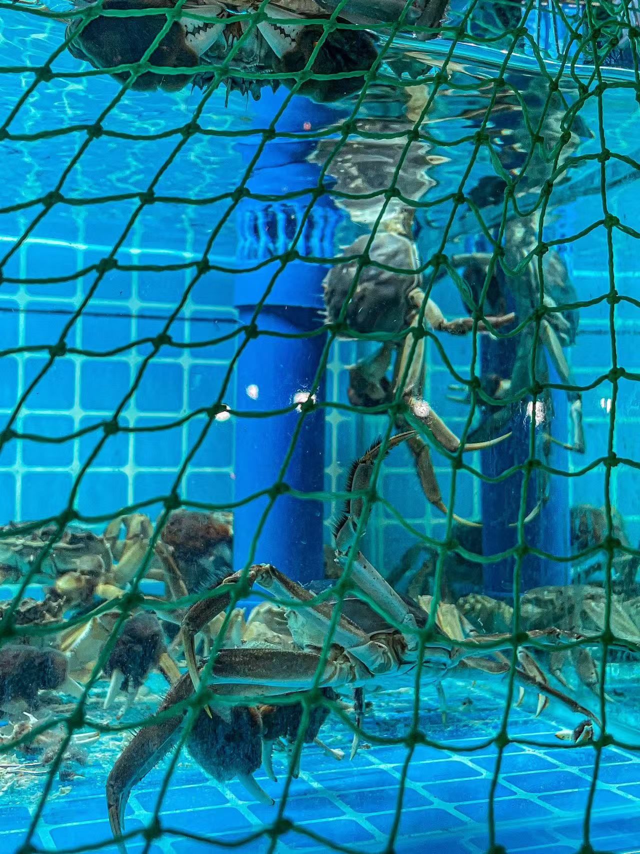 大蟹的水下漫步