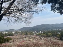 -香雪海