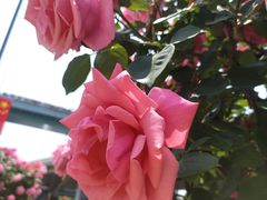 -上海体育馆(地铁站)
