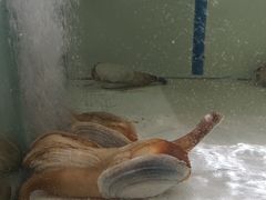 -樱之盛宴·蟹料理海鲜自助(前进大街店)