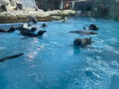 -帝企鹅自助餐厅•儿童岛•真企鹅(长隆企鹅酒店)