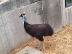 -西霞口神雕山野生动物世界