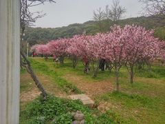 -苏州上方山国家森林公园