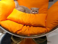 -飞行喵MR PILOT|猫舍·猫咖(静安大融城店)