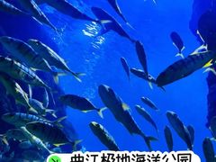-西安曲江海洋极地公园