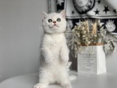 -喵zoo家庭繁育猫舍(尖东智能花园店)