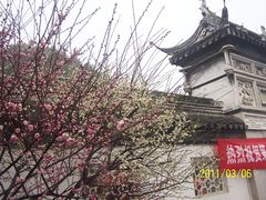 -香雪海