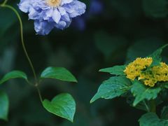 -国家植物园