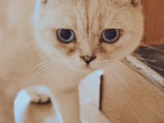 -猫腻·猫咖·撸猫馆(星光大道店)