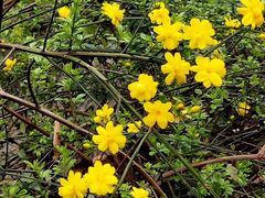 -三圣花乡旅游区