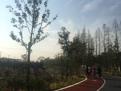 -上海长兴岛郊野公园