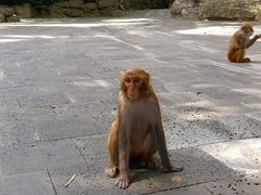 -南湾猴岛+椰田古寨一日游